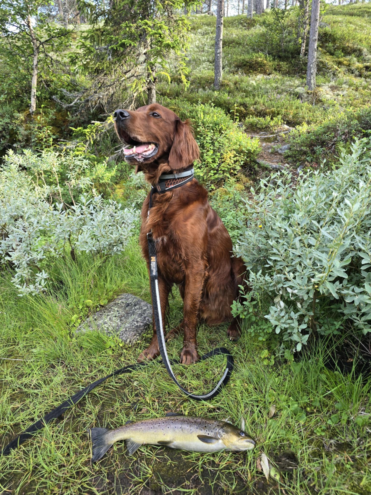 Hunden felix poserer forran ørret fra Rendalen. Foto Tommy Langseth